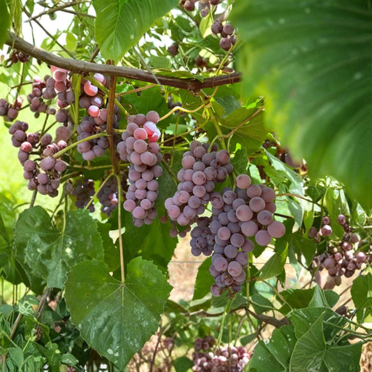 Delaware Grape Cuttings – 5 Pack | Vitis labrusca Hybrid Propagation | Sweet Pink Table Grape | Japanese Delaware Variety | Grow Your Own Vineyard