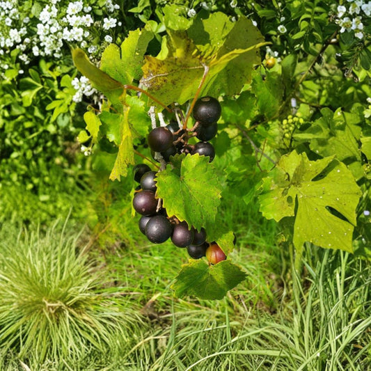 5 Delicious Muscadine Grape Live Starter Plants | Vitis rotundifolia | 3–4 Inch Bare Root Vines | Self-Fertile Black Grape | Edible Fruit Vine | No Pot