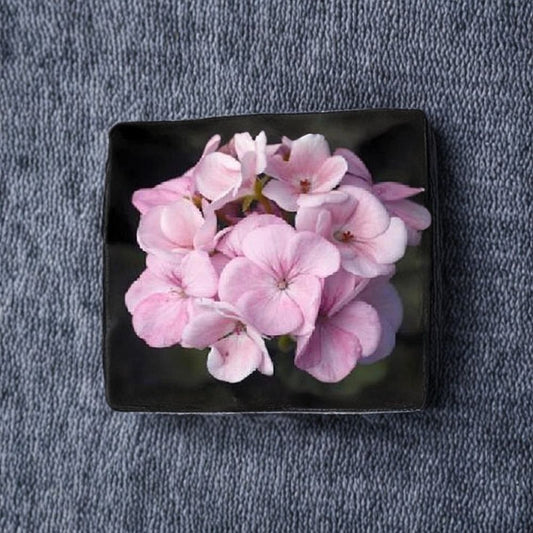 Maverick Appleblossom Geranium Seeds – 10 Pelargonium Flower Seeds | Pink & White Zonal Geranium for Pots & Gardens