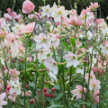 Aztec Nicotiana – Nicotiana alata Seeds | 200 Seeds | Night Fragrant Jasmine Scented Flowers | Ornamental Flowering Tobacco