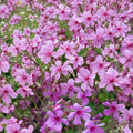 Canary Island Palmatum Geranium Seeds – 25+ Exotic Pelargonium Flower Seeds