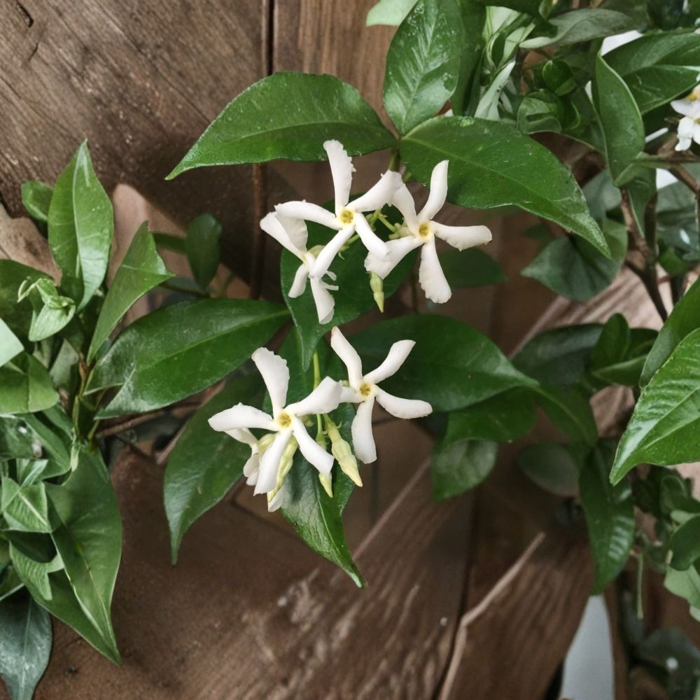 Star Jasmine Cuttings Set of 7 – Trachelospermum jasminoides Live Unrooted Cuttings | 6 Inch Fresh Vines | Fragrant Climbing Plant | Propagation