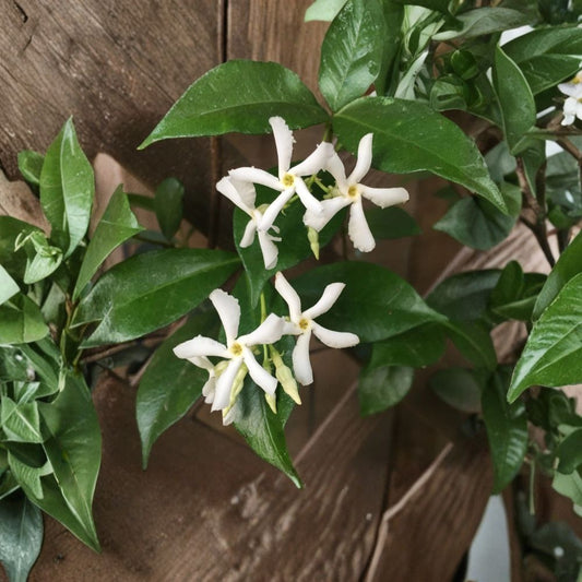 Star Jasmine Cuttings Set of 7 – Trachelospermum jasminoides Live Unrooted Cuttings | 6 Inch Fresh Vines | Fragrant Climbing Plant | Propagation