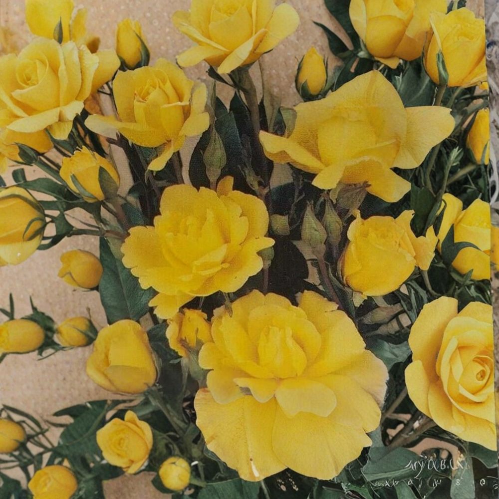 Climbing Golden Shower Rose – Rosa Live Plant | 3 Gallon Bush | Daffodil Yellow Climbing Rose | Repeat Blooming Shrub | Trellis & Arbor Friendly