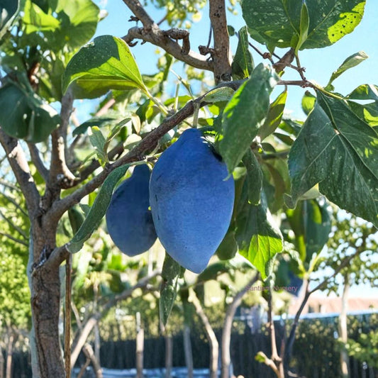 Long John European Plum Tree – Prunus domestica Live Plant | Sweet Freestone Prune Plum | Blue Purple Fruit Tree | Backyard Orchard