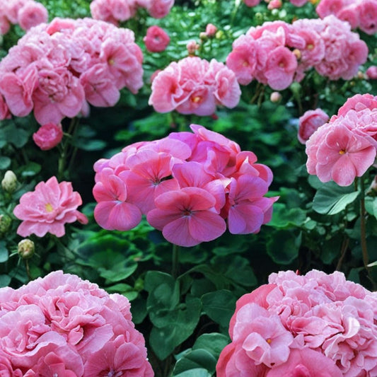 Saturn Deep Salmon Geranium Seeds – 15 Film Coated Flower Seeds | Compact Zonal Geranium | Patio & Garden Friendly | Easy to Grow