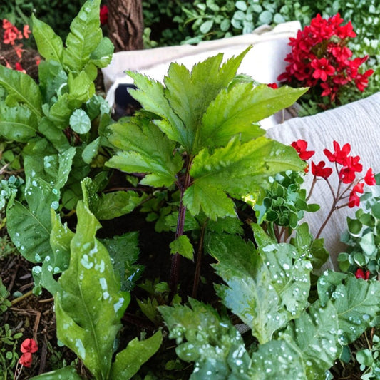 Ashitaba Tomorrow's Leaf – Angelica keiskei Live Rooted Plant | Japanese Super Green | Red Stem Variety