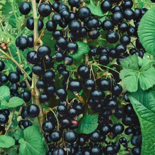 Consort Black Currant Live Plant – Ribes nigrum ‘Consort’ | Rooted Edible Fruit Shrub | Zones 4–8 | Bare Root Starter