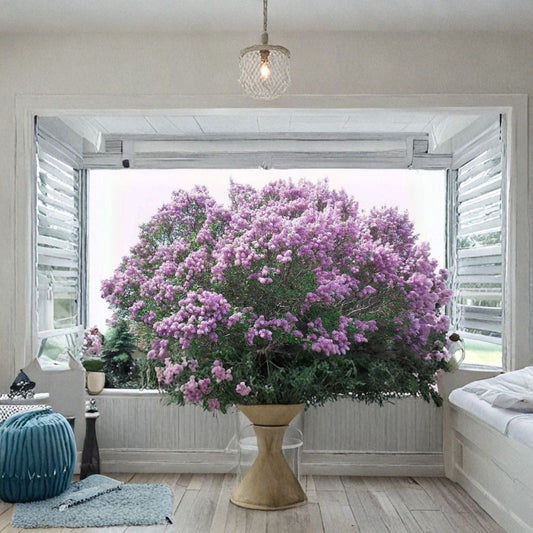 20 Purple Lilac Bare Root Bushes | 8–12 Inches Tall | Syringa vulgaris | Hardy Flowering Shrubs | Ready to Plant