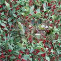 Roselow Crabapple – Live Rooted Wildlife Tree | Flowering Crabapple Shrub | Pollinator for Apple Trees | Zones 4–9
