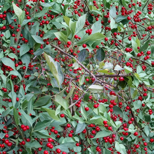 Roselow Crabapple – Live Rooted Wildlife Tree | Flowering Crabapple Shrub | Pollinator for Apple Trees | Zones 4–9