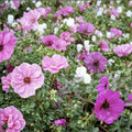 Subcaulescens Geranium Seeds – 25+ Flower Seeds | Vibrant Garden Blooms | Pot & Border Friendly | Easy to Grow | USA Shipping