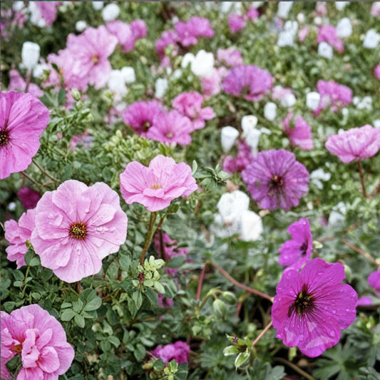 Subcaulescens Geranium Seeds – 25+ Flower Seeds | Vibrant Garden Blooms | Pot & Border Friendly | Easy to Grow | USA Shipping