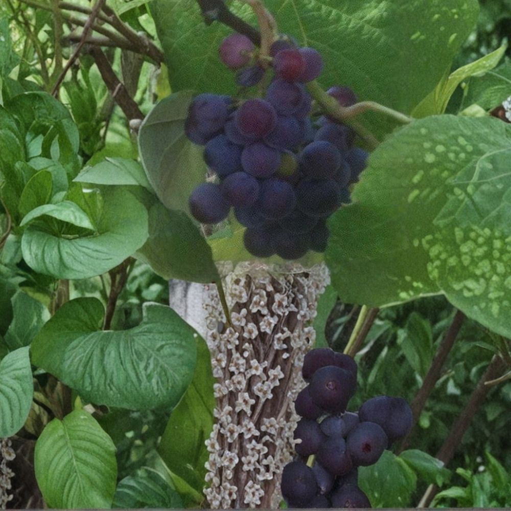 Saturn Blue Seedless Grape Vine – Live Fruit Plant | 3 Gallon Size | Self-Fertile Seedless Grapes | Home Garden Favorite | Easy to Grow