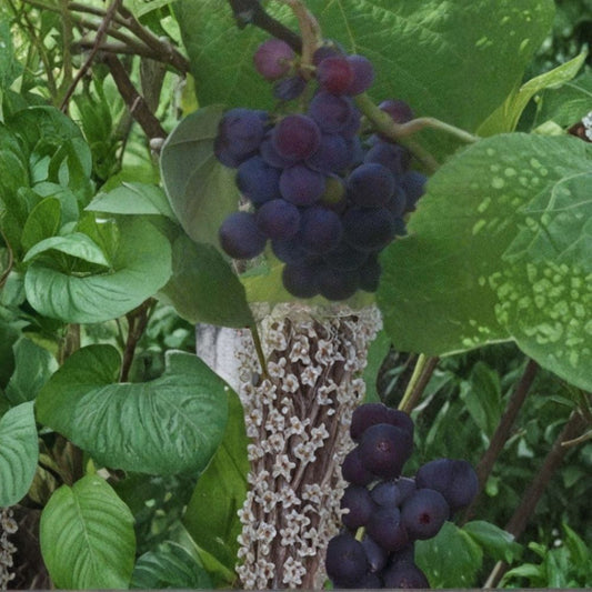 Saturn Blue Seedless Grape Vine – Live Fruit Plant | 3 Gallon Size | Self-Fertile Seedless Grapes | Home Garden Favorite | Easy to Grow