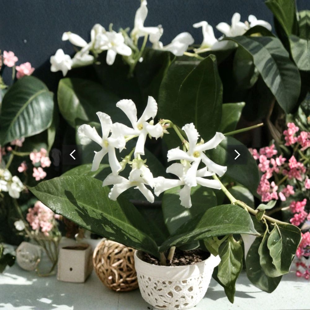 Jasmine Cuttings Mix – Star Jasmine & Pink Jasmine Polyanthum | 10 Organic Unrooted Cuttings | Fragrant Climbing Vines | Indoor Outdoor Propagation