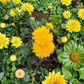 Golden Crown Chrysanthemum – Japanese Mum Live Plant | Large Flower Potted Perennial | Yellow Crown Blooms | Patio & Garden Ready