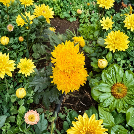 Golden Crown Chrysanthemum – Japanese Mum Live Plant | Large Flower Potted Perennial | Yellow Crown Blooms | Patio & Garden Ready