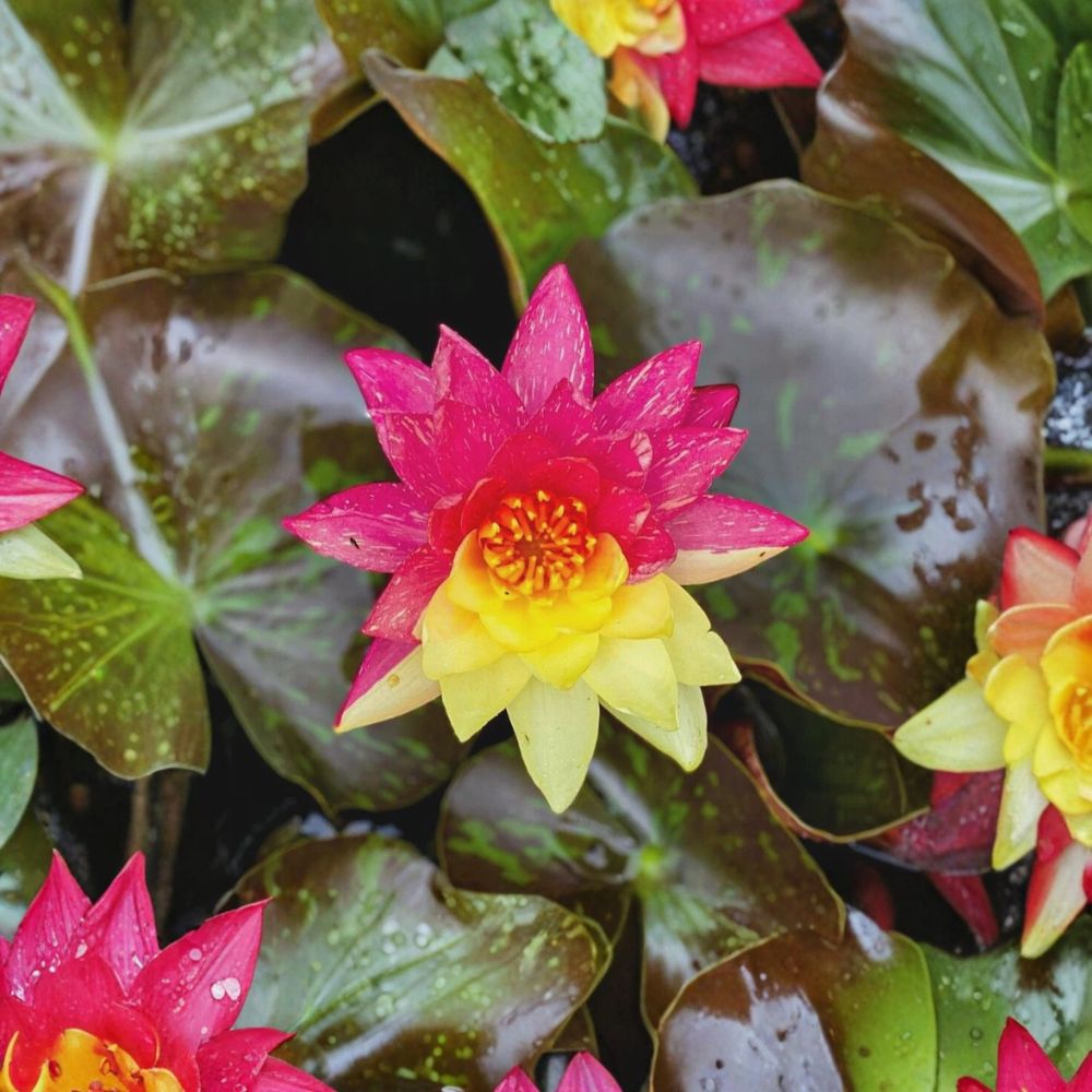 Wanvisa Water Lily – Nymphaea 'Wanvisa' Live Sprouted Tuber | Winter Hardy Pink Water Lily | Pond & Water Garden Aquatic Plant