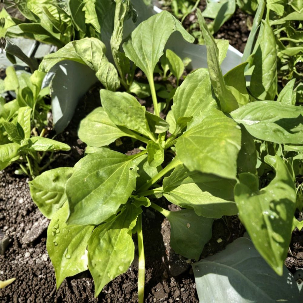 5 Plantago Major Broadleaf Plantain – Live Bare Root Plants | Ready to Plant | Medicinal Herb Perennial | Includes 5 Healthy Plants