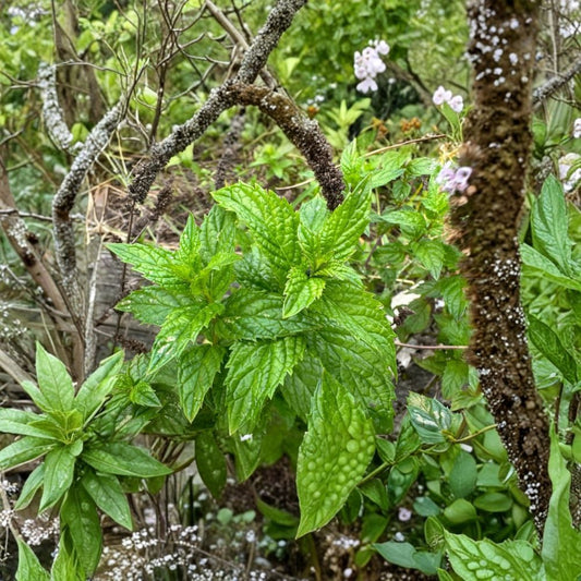 Peppermint Live Plant – Mentha × piperita | 4 Inch Pot | Fresh Fragrant Culinary Herb | Perennial Mint | Easy Care Kitchen Garden Plant