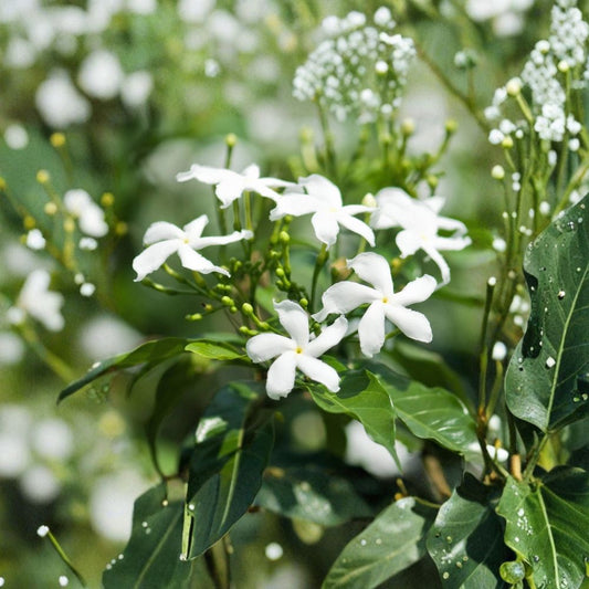 Star Jasmine Live Plant – Confederate Jasmine 4" Pot | Fragrant Climbing Vine | Evergreen Groundcover | Outdoor Patio Plant