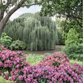 Weeping Willow Tree – Salix babylonica Live Plant | 2–3 Ft Tall Bare Root Shade Tree | Fast Growing Ornamental Tree | Swaying Branches Outdoor