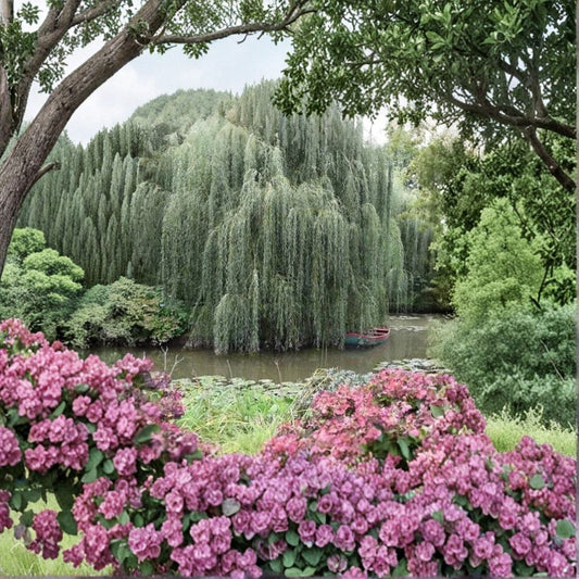 Weeping Willow Tree – Salix babylonica Live Plant | 2–3 Ft Tall Bare Root Shade Tree | Fast Growing Ornamental Tree | Swaying Branches Outdoor