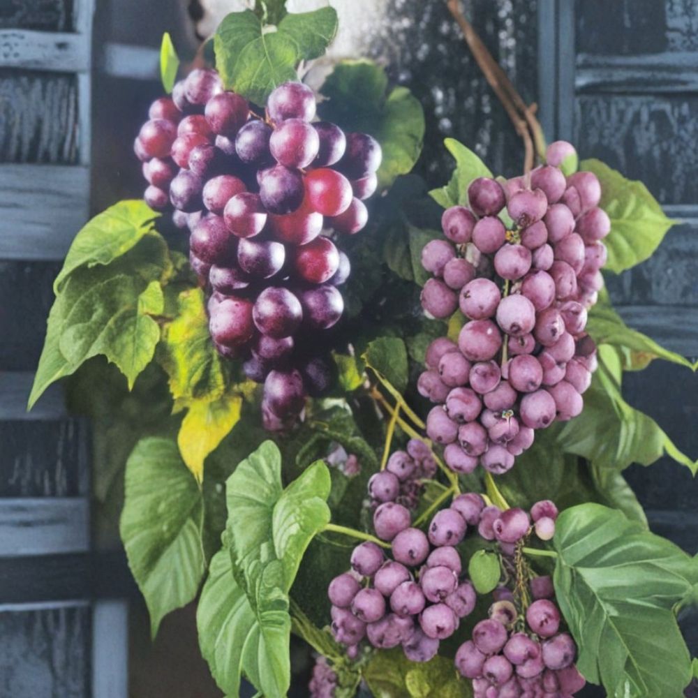 Black Beauty Muscadine Grape Vine – Vitis rotundifolia Live Plant | 3 Gallon Vine | Sweet Black Grapes | Vineyard & Backyard Friendly | Requires Pollinator
