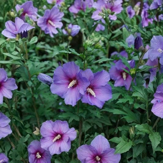 Purple Rose of Sharon – Hibiscus syriacus Live Starter Plant | 12–24 Inches Tall | Bare Root | Hardy Flowering Shrub