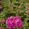 Calliope Hot Pink Geranium Seeds – 25+ Premium Flower Seeds | Vibrant Pink Garden Blooms | Patio & Container Friendly | Easy to Grow