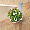Crape Jasmine Live Plant – Tabernaemontana divaricata 4 Inch Pot | Fragrant White Pinwheel Flowers | Indoor Outdoor Tropical Shrub