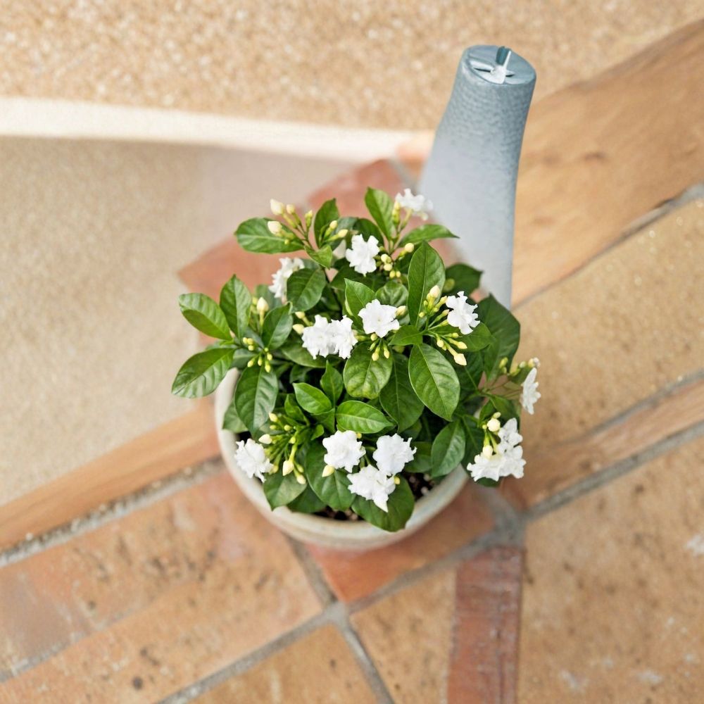 Crape Jasmine Live Plant – Tabernaemontana divaricata 4 Inch Pot | Fragrant White Pinwheel Flowers | Indoor Outdoor Tropical Shrub