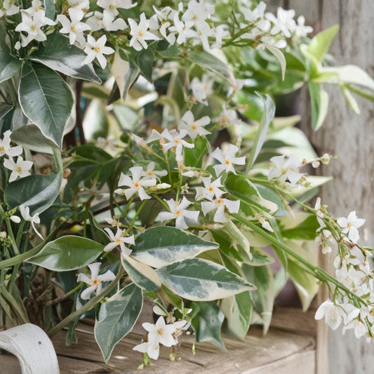 Variegated Confederate Jasmine – Trachelospermum jasminoides Live Starter Plant | Rooted in Pot | Fragrant Climbing Vine | Indoor & Outdoor