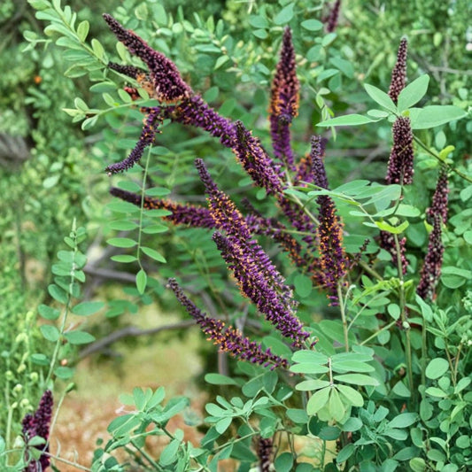 False Indigo Plant – Live Bare Root | 1–2 ft Tall | Hardy Perennial for Garden & Landscaping | Pollinator Friendly | Easy to Grow