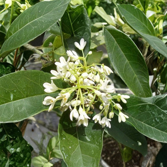 Fragrant Tea Olive Live Plant | Osmanthus fragrans | 2.5 Quart Size | Sweet Olive | Highly Fragrant White Flowers | Evergreen Shrub | Zones 7–9