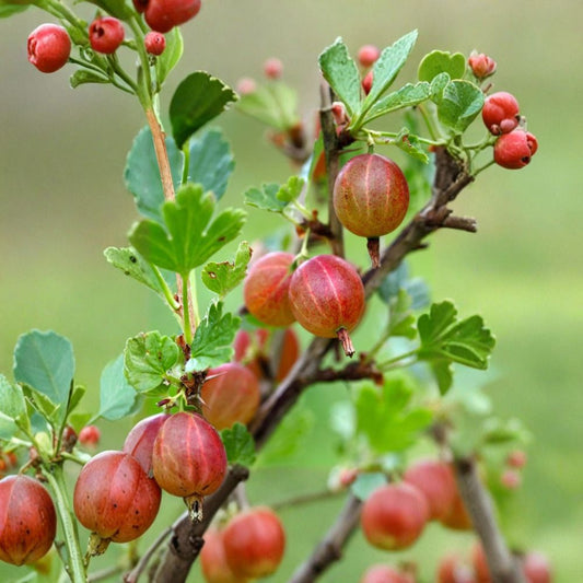 Jahns Prairie Gooseberry – Live Rooted Plant | Self-Pollinating Edible Berry Shrub | Cold Hardy Gooseberry | Zones 3–8