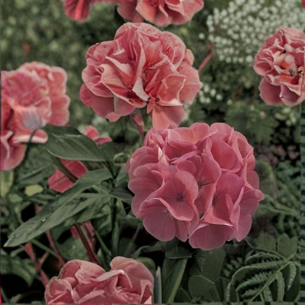Maverick Salmon Geranium Seeds – 100 Pelargonium Flower Seeds | Salmon Zonal Geranium for Pots & Gardens