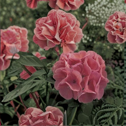 Maverick Salmon Geranium Seeds – 100 Pelargonium Flower Seeds | Salmon Zonal Geranium for Pots & Gardens
