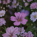 Geranium gracile Seeds – 10+ Hardy Pink Cranesbill Perennial Flower Seeds
