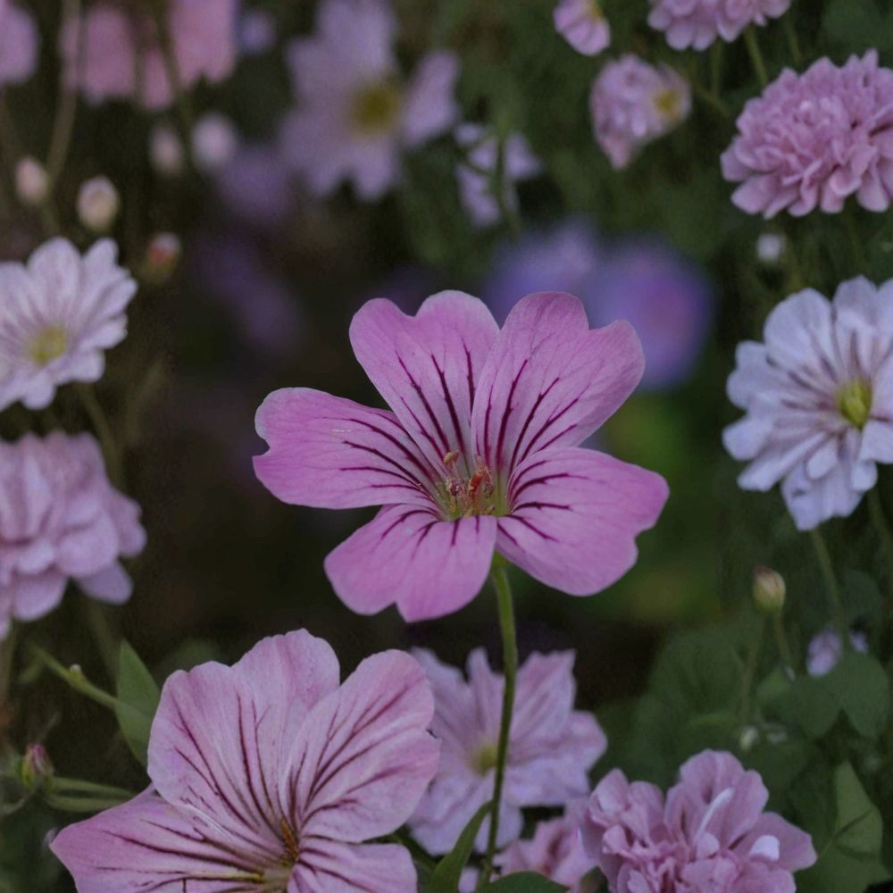 Geranium gracile Seeds – 10+ Hardy Pink Cranesbill Perennial Flower Seeds