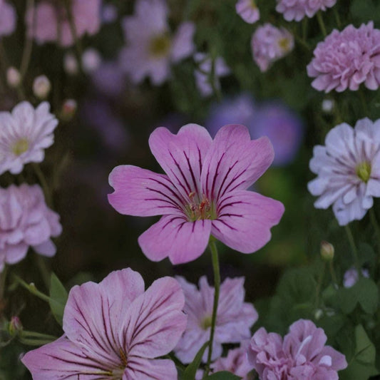 Geranium gracile Seeds – 10+ Hardy Pink Cranesbill Perennial Flower Seeds