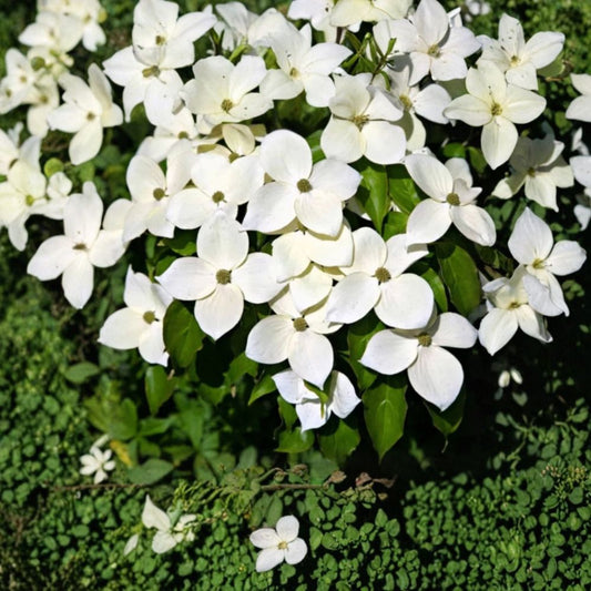 Kousa Dogwood – Set of 2 Live Plants | 12 Inches Tall | 4-Inch Pots | Flowering Deciduous Tree | Cornus kousa | Ornamental Landscape Tree | Zones 5–8