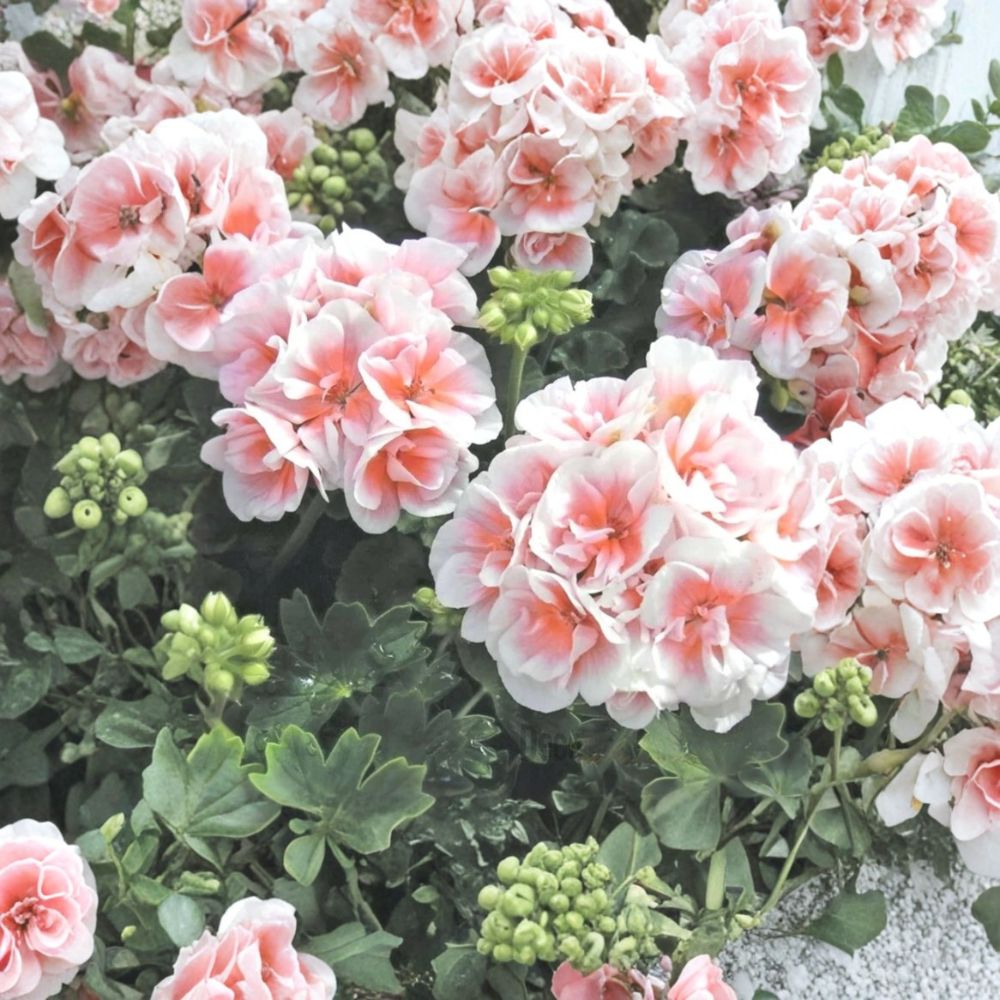 Pink & White Geranium Seeds – 10 Hanging Basket Flower Seeds | Perennial Pelargonium Blooms | Patio & Balcony Friendly | Easy to Grow