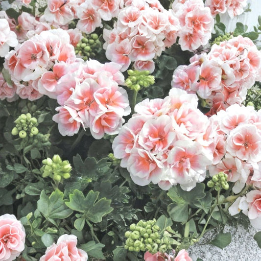 Pink & White Geranium Seeds – 10 Hanging Basket Flower Seeds | Perennial Pelargonium Blooms | Patio & Balcony Friendly | Easy to Grow