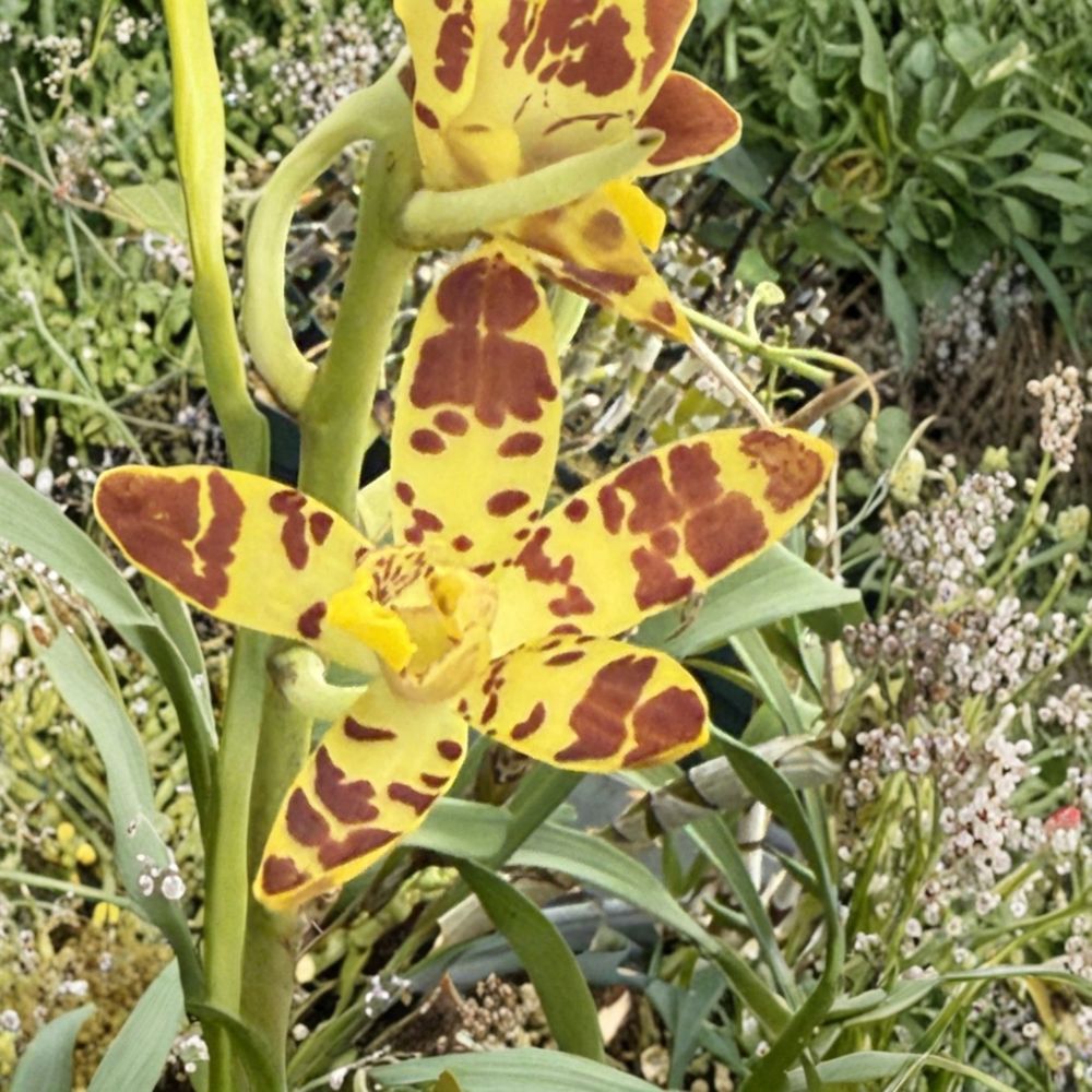 Anselia Africana Orchid – Live Bare Root Plant | Short Stem | No Pot | Rare Tropical Orchid | Hard to Find Collector's Plant