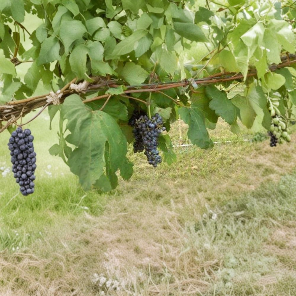 Black Manukka Seedless Grape Vine – Vitis vinifera Live Plant | 2 Gallon Size | Self-Fertile Seedless Grapes | Home Garden Favorite | Easy to Grow Fruit Vine