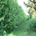 Austree Hybrid Willow Trees – Salix Hybrid Live Plants | 10 Pack Fast Growing Privacy & Shade Trees | Bare Root Starter Trees | Windbreak Hedge