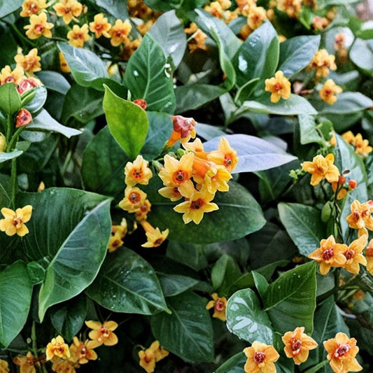 Orange Jasmine Live Plant – Cestrum aurantiacum 6–12 Inch Starter | Orange Zest Jessamine | Tropical Flowering Shrub | Hummingbird Friendly