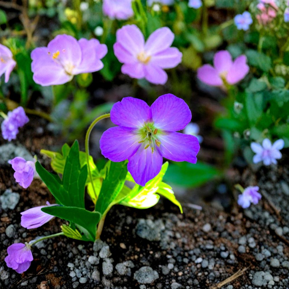 Oregon Geranium Seeds – Geranium oreganum Cranesbill Seeds | 10 Seeds Included | Purple Native Wildflower | Shade Garden Friendly | Easy to Grow